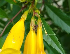 Camponotus rubrithorax