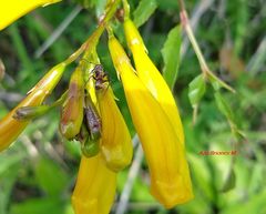 Camponotus rubrithorax