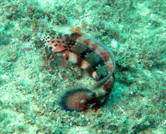 Eupetrichthys angustipes