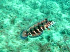 Eupetrichthys angustipes