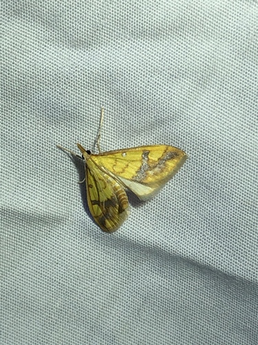 Choristostigma plumbosignalis photo 2