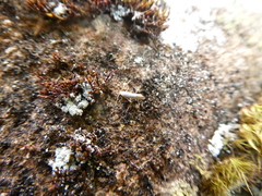 Argyresthia retinella