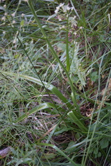 Toxicoscordion fontanum