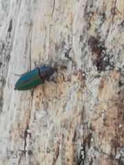 Buprestis splendens
