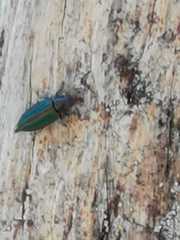 Buprestis splendens