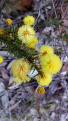 Acacia echinula