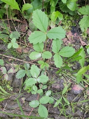 Fragaria virginiana glauca