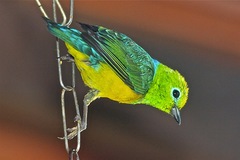 Chlorophonia cyanea
