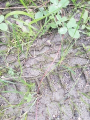 Fragaria virginiana glauca