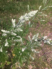 Artemisia vulgaris