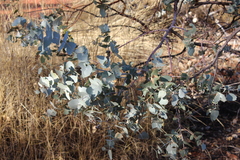 Eucalyptus gamophylla