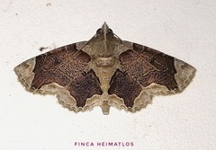 Dolichosomastis bicolorata