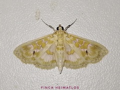 Leucochroma corope
