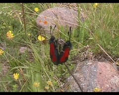 Zygaena minos