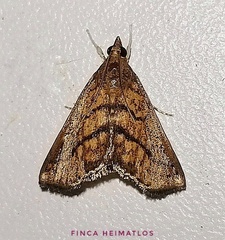 Chilozela trapeziana
