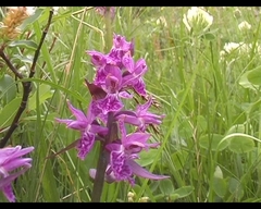 Dactylorhiza euxina