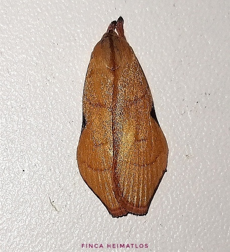 Loxotoma elegans