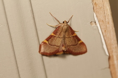 Hypsopygia binodulalis