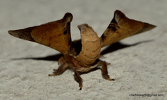 Bombycidae