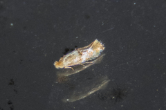 Bucculatrix coronatella