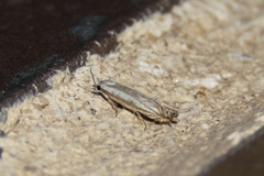 Polyhymno luteostrigella