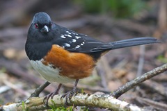 Pipilo maculatus oregonus