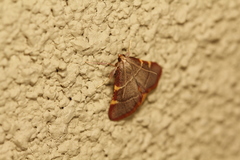 Hypsopygia binodulalis