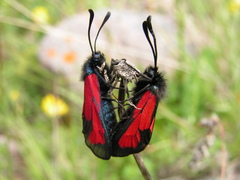 Zygaena minos