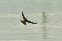 Petrochelidon fulva