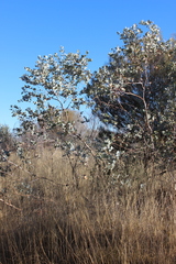 Eucalyptus gamophylla