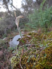 Pterostylis robusta
