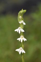 Habenaria heyneana