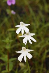 Habenaria suaveolens