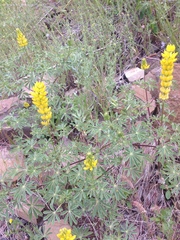 Lupinus luteolus