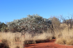 Eucalyptus gamophylla