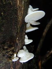 Gloeoporus phlebophorus