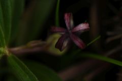 Ceropegia jainii