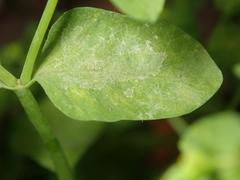 Podosphaera euphorbiae