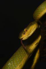 Craspedocephalus gramineus