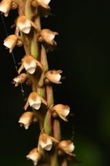 Peristylus plantagineus