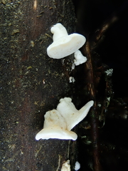 Gloeoporus phlebophorus