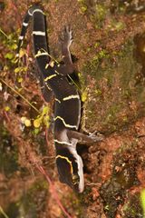 Cyrtodactylus deccanensis