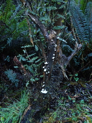 Gloeoporus phlebophorus