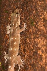 Hemidactylus prashadi