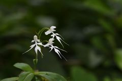 Habenaria crinifera
