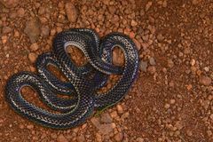 Khaire's Black Shieldtail photo 4