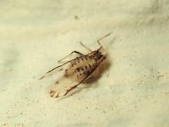 Eucallipterus tiliae