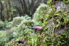 Priotyrannus mordax