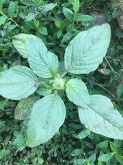 Amaranthus retroflexus