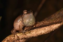 Raorchestes